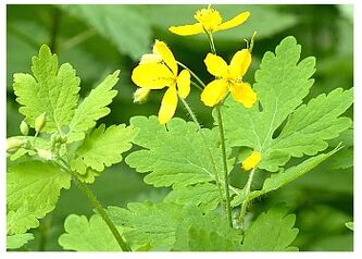 Celandine is a popular drug that relieves inflammation of the prostate gland. 