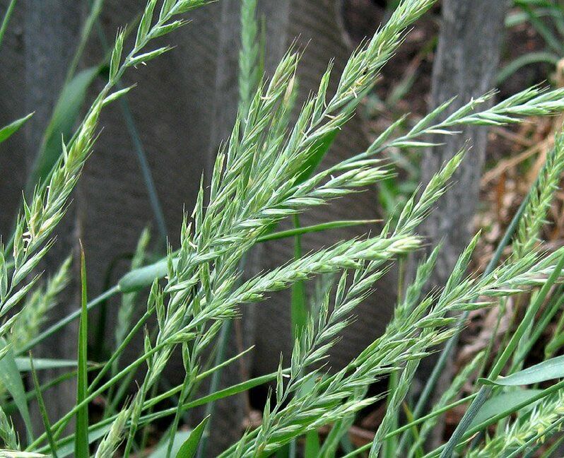 wheat grass for the treatment of prostatitis